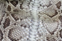 Snakeskin